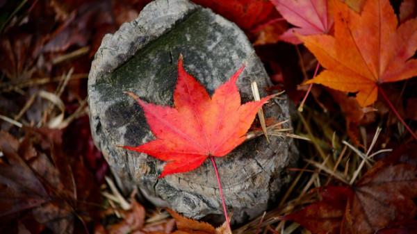 有一顆“玻璃心”的星座,容易感同身受,容易淚水長流 有一顆“玻璃心”的星座,容易感同身受,容易淚水長流