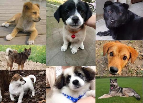 如果這些狗“隨你挑”，你會選哪隻帶回家？