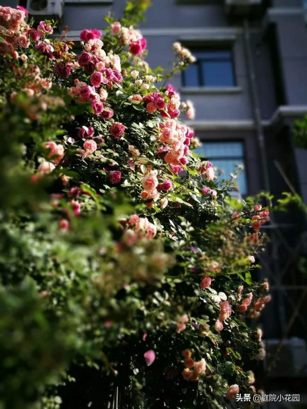 這樣的小院就是我夢想中的花園