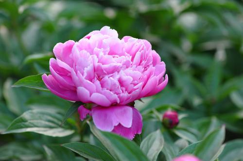 花卉養植：宿根花卉（多年生花卉）