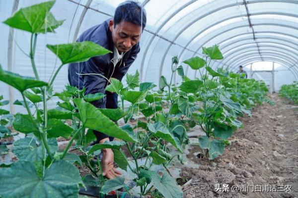 種蔬菜最需要澆水，但黃瓜卻越澆水越旱，到底什麼梗？看了就明白
