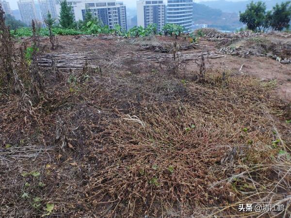 除草劑滅大樹好輕鬆：效果雖好但也要用對方法