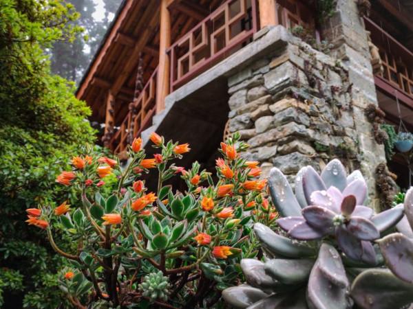 大理一獨特寺廟，內部滿園鮮花不燒香，清新淡雅很是雅緻