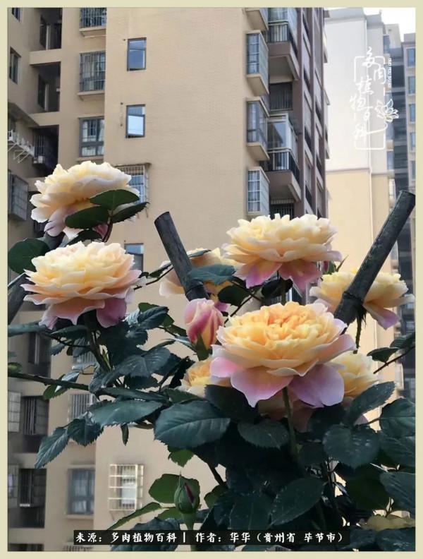 我的造園之夢：鮮花、多肉、錦鯉，這才是樓頂花園該有的樣子