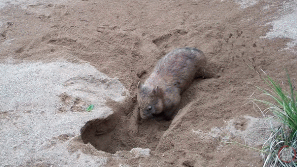 這個澳洲土肥圓紅了！靠拉粑粑和賣萌圈粉眾多，卻發現原來是社恐