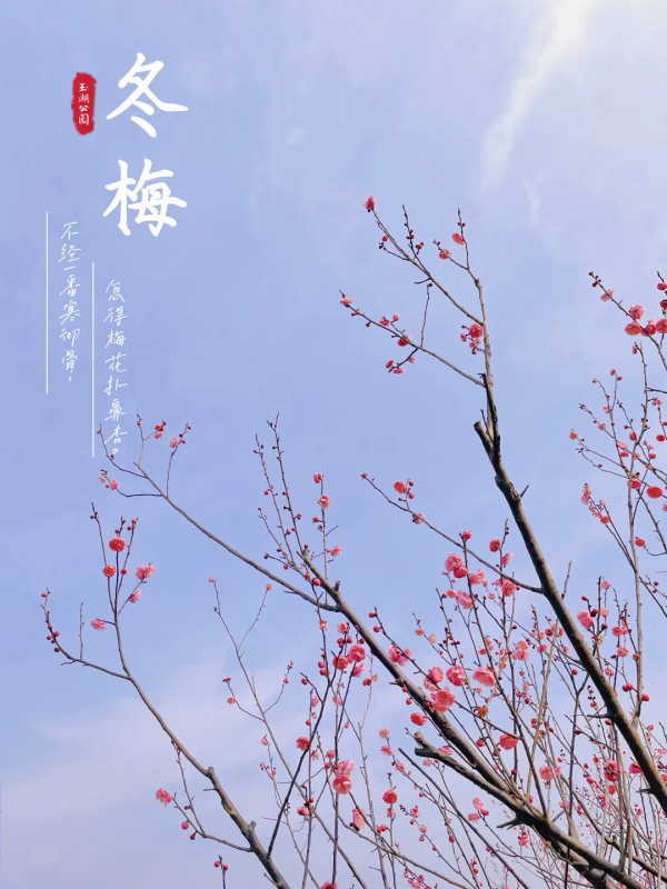 雷鋒故里 溫暖望城｜望城這裡的梅花搶先開啦！