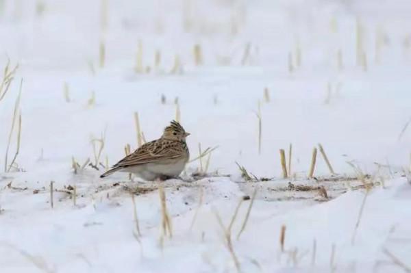 烏盟農村正月看新媳婦