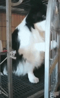 邊牧有這些行為，真的愛你入骨，主人別不珍惜