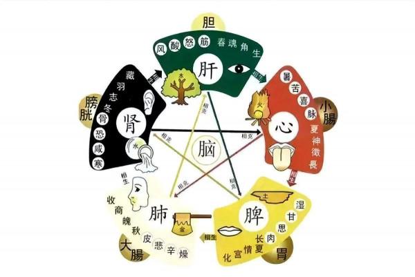 中醫五臟辨證!(值得借鑑) 中醫五臟辨證!(值得借鑑)