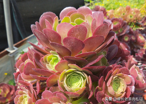 帶錦的多肉法師嫁接苗有3個缺點和2個優點，入手前我們需仔細斟酌