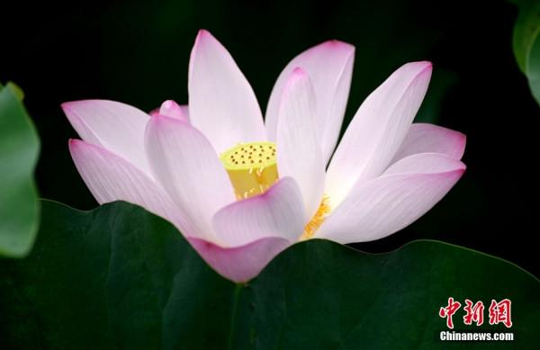 入夏荷花生 賞荷正當時 入夏荷花生 賞荷正當時