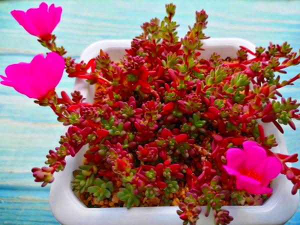 這“三多肉”都是顏值派,無需日曬也能上色,葉片緊湊還易群生 這“三多肉”都是顏值派,無需日曬也能上色,葉片緊湊還易群生