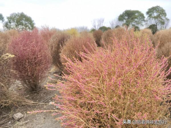 上海花開海上深秋的賞楓之行,醉美楓葉皆秋意,霜葉紅於二月花 上海花開海上深秋的賞楓之行,醉美楓葉皆秋意,霜葉紅於二月花