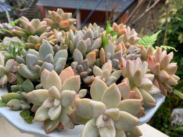 別隻會澆水了!不瞭解自己的多肉,難怪連多肉都養不好 別隻會澆水了!不瞭解自己的多肉,難怪連多肉都養不好