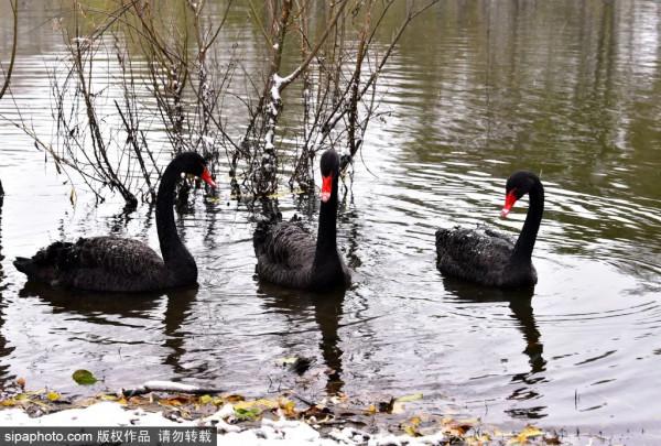全部清零！當藝術戀上這座城，邂逅唯美“豎琴橋”，奇幻冰瀑即將亮相~