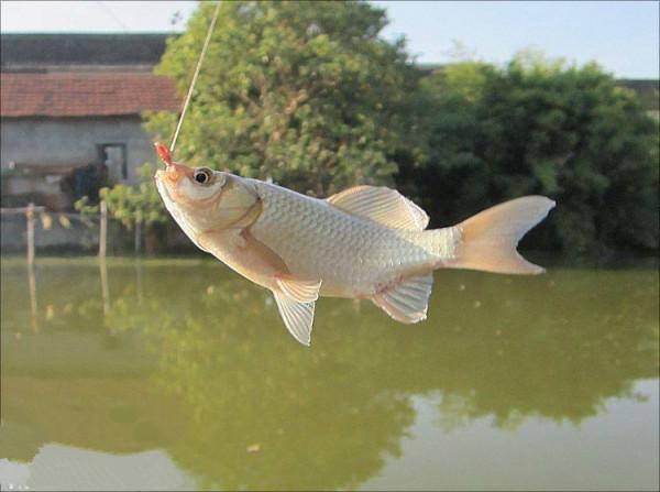 揭露假紅蟲粉的“真面目”，別再被騙了