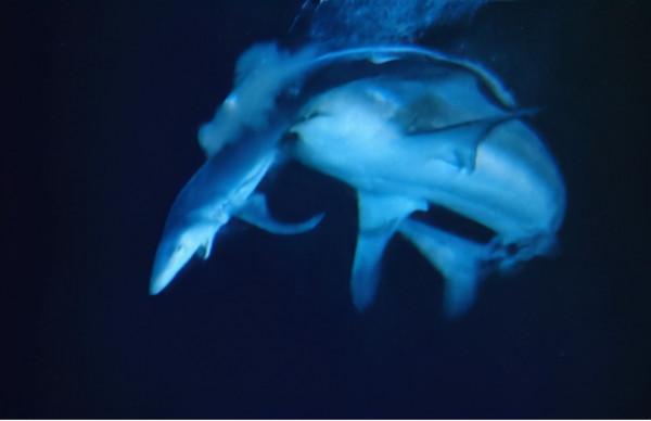 恐龍是如何滅絕的?看完真實的史前世界,我終於明白了 恐龍是如何滅絕的?看完真實的史前世界,我終於明白了