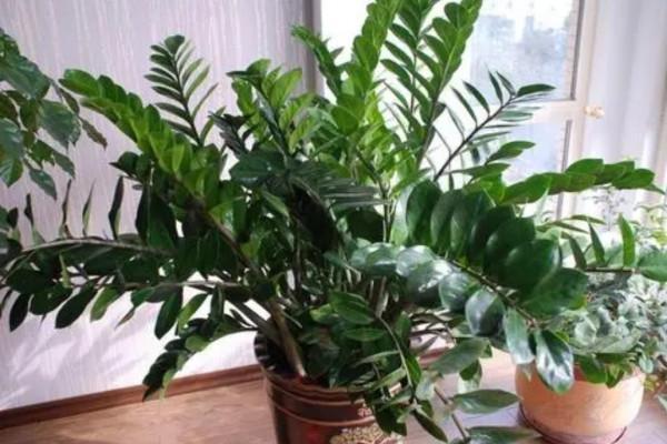 家裡養7種花，清新雅緻又養人，關鍵還好養