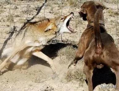 狼的戰鬥力有多強?相同體重條件下,任何狗都不是狼的對手 狼的戰鬥力有多強?相同體重條件下,任何狗都不是狼的對手