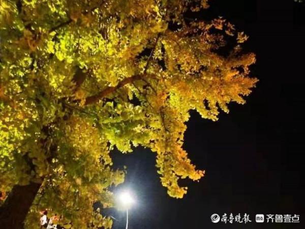 銀杏樹葉黃，斑斕夜色美