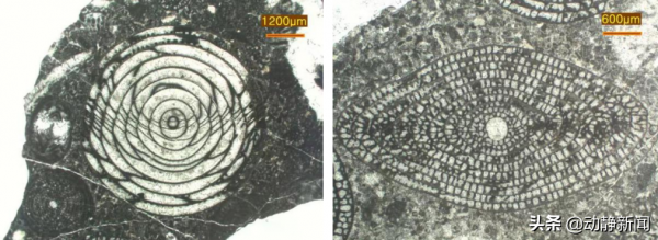 石頭侃貴州|不愧是古生物的王國,貴州這些化石你都認識嗎? 石頭侃貴州|不愧是古生物的王國,貴州這些化石你都認識嗎?