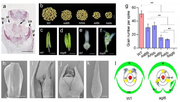 研究揭示調控小麥穗粒數基因在高產育種中的潛在作用