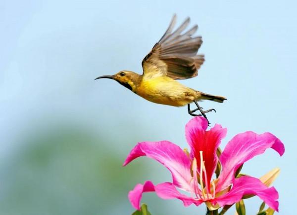 分享圖片一紫喉花蜜鳥 特別罕見珍貴的小鳥
