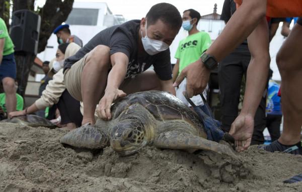 放歸綠海龜