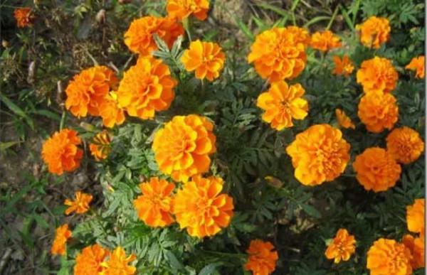 萬壽菊及常見品種介紹 萬壽菊及常見品種介紹