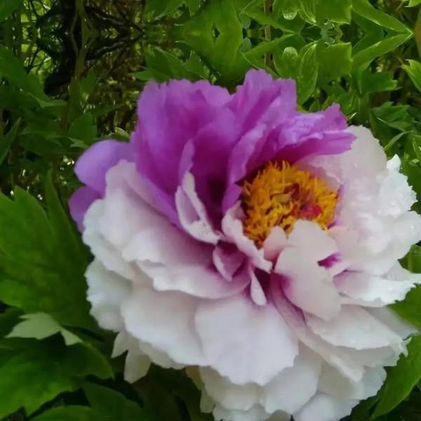 自然變異而成的珍稀品種，複合色花卉