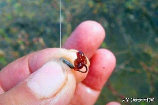 過了秋分,黃顙魚更加鮮嫩肥美了,到了這種釣法連竿上魚的時候 過了秋分,黃顙魚更加鮮嫩肥美了,到了這種釣法連竿上魚的時候