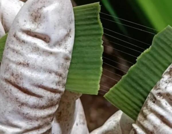 貴族君子蘭&mdash;&mdash;毛蘭