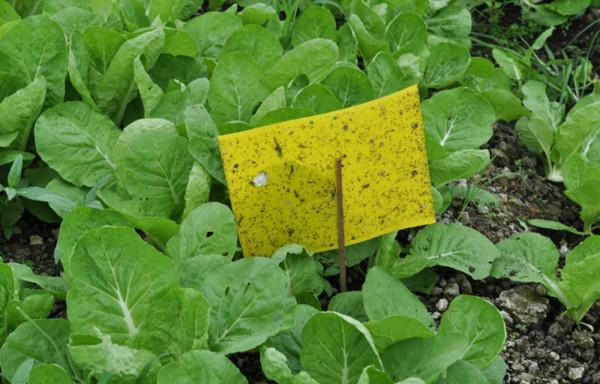 蔬菜愛“吃醋”，菜農每7天噴1次持續3次，增產30%真的嗎？神奇