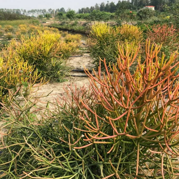 學會搭配這8種園藝植物，讓你的花園收穫一個有趣的靈魂