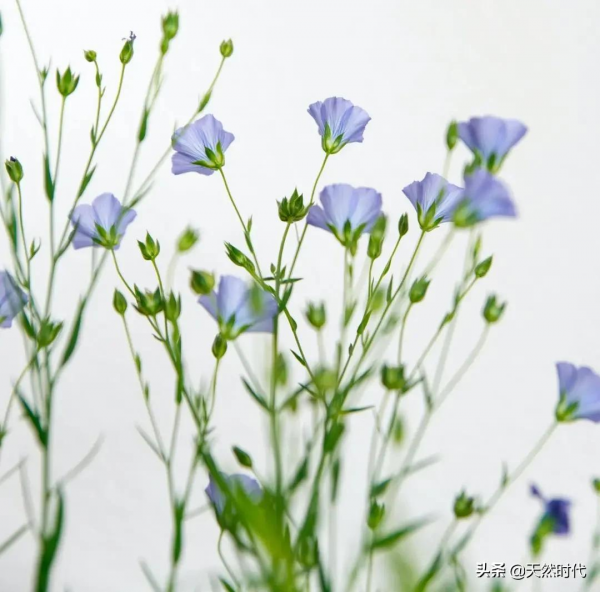 睡好棉，才能睡好眠