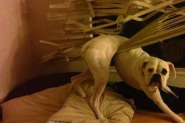 因搞破壞被抓時的狗狗,它的表情我能笑一天 因搞破壞被抓時的狗狗,它的表情我能笑一天