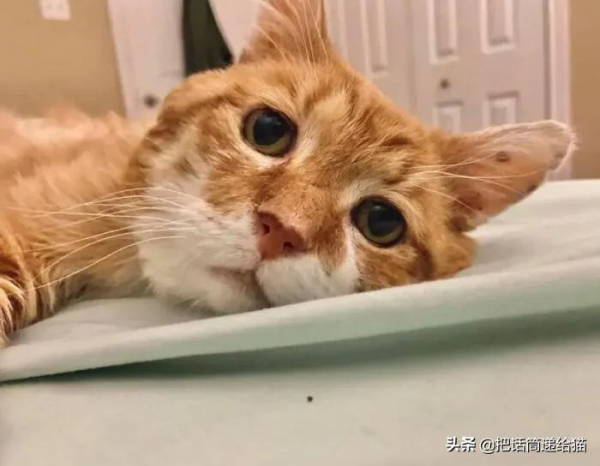 貓咪流浪多年後回家,卻發現想見的人已經離世 貓咪流浪多年後回家,卻發現想見的人已經離世