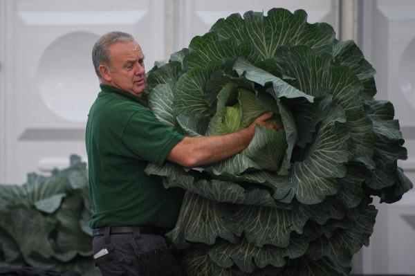 英國哈羅蓋特舉行秋季花果展 英國哈羅蓋特舉行秋季花果展