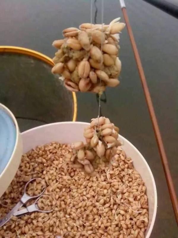 總結釣青魚·草魚的幾種方法