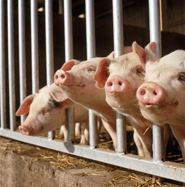 生三胎獎勵9萬！大北農養285頭豬才夠員工生個娃，股民：花的都是我們的錢