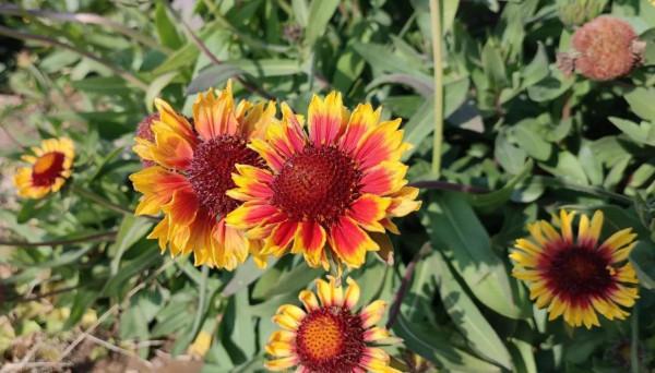 氣候，真的出現反常了嗎？