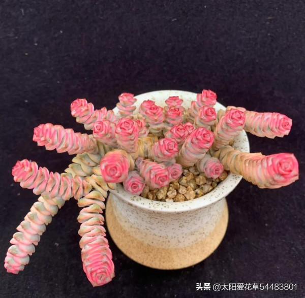 現在快養8種多肉，上色出狀態就變紅，寓意著紅紅火火過大年