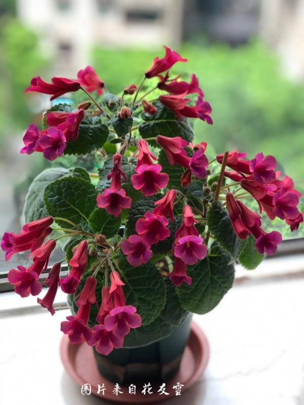 1種花特耐陰,開花像是小喇叭,花量巨大 1種花特耐陰,開花像是小喇叭,花量巨大