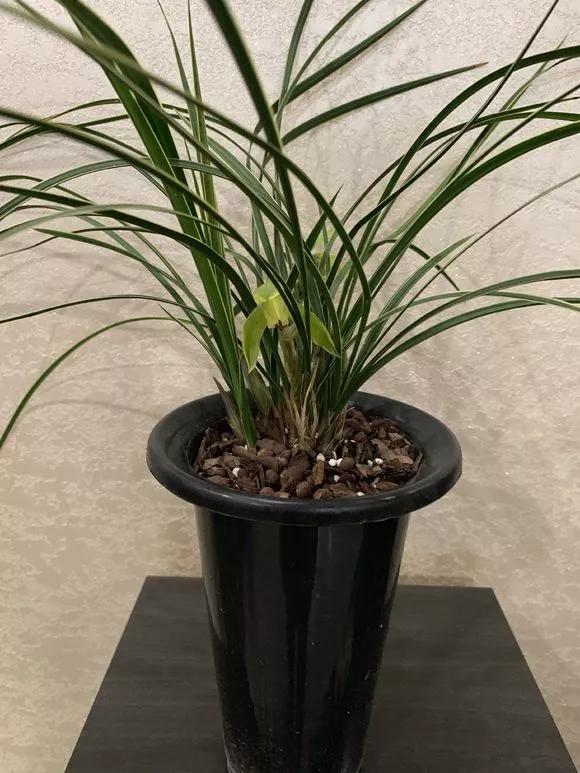 元旦前，“七種花”趕緊搬到陽臺上凍一凍，生長茂盛，花苞呼呼冒