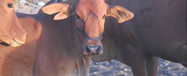 非洲馬賽人的真實生活，旱季的每一天都是在尋找水源