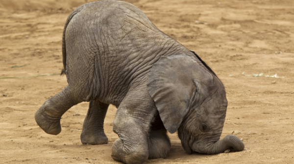 動物剛剛出生時的樣子太可愛了 動物剛剛出生時的樣子太可愛了