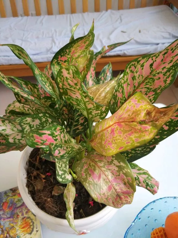 不能多曬的&OpenCurlyDoubleQuote;11種花&rdquo;，曬多了葉子就捲曲、發黃，越養越糟糕