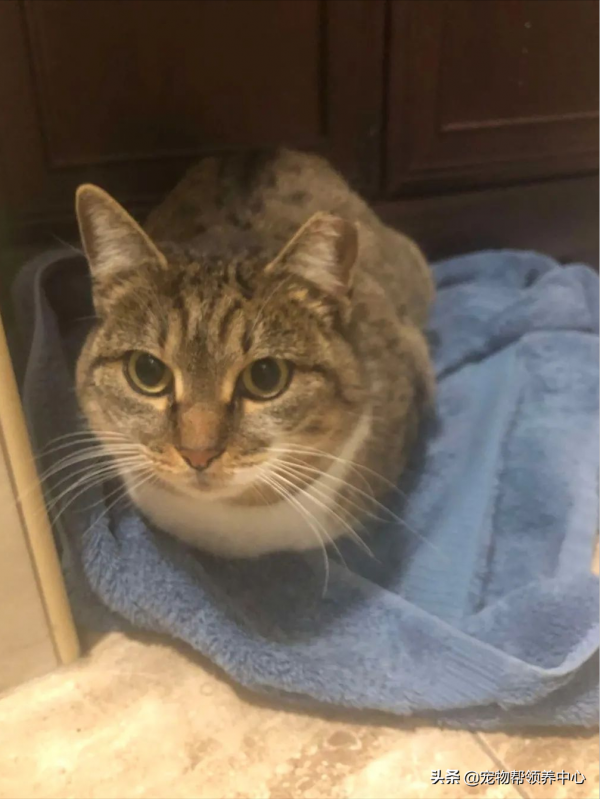 流浪貓在大雪中不停扒拉窗戶求助：能救救我，開下窗戶麼？我好冷