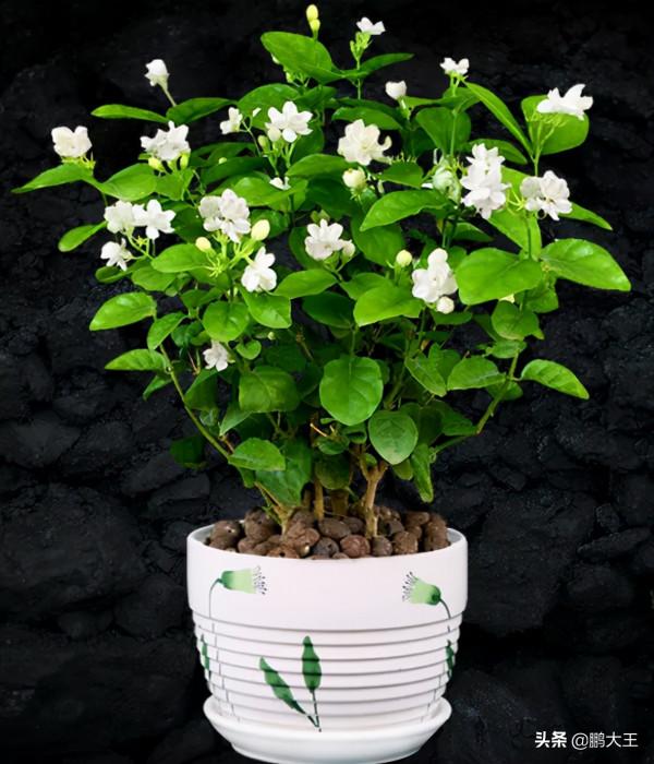 俗話說:“花旺人不旺”,你知道是什麼意思? 俗話說:“花旺人不旺”,你知道是什麼意思?