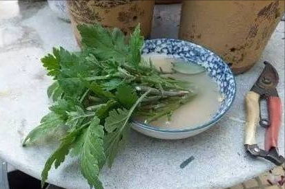 7種“吉利花”，冷天“扦插”更合適，溫度合適“利於”生根